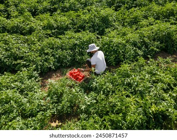 Drone shoot of farmer collecting tomatoes into a wooden crate in the tomato field - Powered by Shutterstock