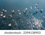 drone shot aerial view top angle panoramic photograph of pink greater flamingos foliage wings flying over turquoise blue water lake sea ocean sunset flock birds sanctuary natural scenery wallpaper 