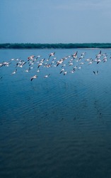 Drone Shot Aerial View Top Angle Panoramic Photograph Of Pink Greater Flamingos Foliage Wings Flying Over Turquoise Blue Water Lake Sea Ocean Sunset Flock Birds Sanctuary Natural Scenery Wallpaper 