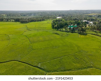 7,815 Tamilnadu agriculture Images, Stock Photos & Vectors | Shutterstock