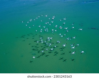 drone shot aerial view top angle bright sunny day beautiful scenery natural river turquoise blue lake avian life wildlife photography swarm of birds flying flamingos sanctuary india  - Powered by Shutterstock