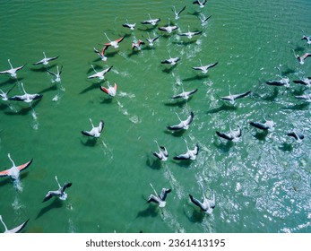 drone shot aerial view top angle bright sunny day beautiful natural pelicans flamingos painted storks plumage migratory birds flying motionblur avian turquoise blue waterbird beak swimming floating - Powered by Shutterstock