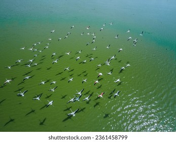 drone shot aerial view top angle bright sunny day beautiful natural scenery pink white lesser flamingos india tamilnadu madurai migratory birds flying motionblur avian turquoise blue water beak wings - Powered by Shutterstock