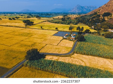drone shot aerial view top angle bright sunny farm landscape wallpaper background india tamilnadu tourism village countryside yellow agricultural paddy fields cultivation road path calm meadows 