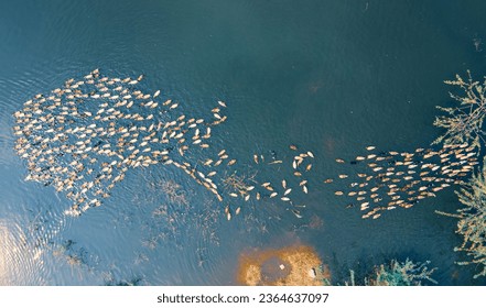 drone shot aerial view top angle bright sunny day panoramic photo of ducks goose fowl waterbird swimming in lake pond pattern symmetry wallpaper background turquoise blue flock bird sanctuary  - Shutterstock ID 2364637097