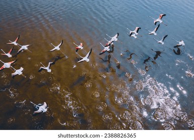 drone shot aerial view top angle panoramic photograph of pink greater flamingos foliage wings flying over turquoise blue water lake sea ocean sunset flock birds sanctuary natural scenery wallpaper  - Powered by Shutterstock