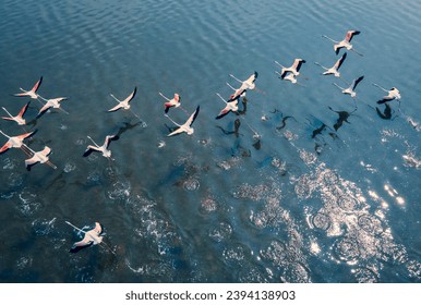 drone shot aerial view top angle panoramic photograph of pink greater flamingos foliage wings flying over turquoise blue water lake sea ocean sunset flock birds sanctuary natural scenery wallpaper  - Powered by Shutterstock