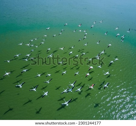 drone shot aerial view top angle bright sunny day beautiful scenery natural river turquoise blue lake avian life wildlife photography swarm of birds flying pink flamingos sanctuary india 