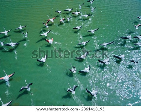drone shot aerial view top angle bright sunny day beautiful natural pelicans flamingos painted storks plumage migratory birds flying motionblur avian turquoise blue waterbird beak swimming floating