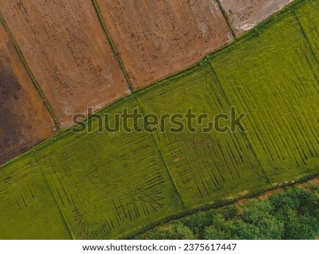 drone shot aerial view top angle panoramic photograph of agricultural fields paddy rice cultivation coconut trees fertile lands ruralscape farmlands greenery meadows wallpaper india Bali Indonesia 