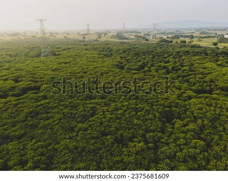 drone shot aerial view top angle panoramic photograph of dense green canopy forest jungle woods trees bushes autumn fall season lake thorn plants bird sanctuary wallpaper background india tamilnadu