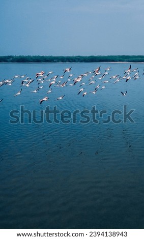 drone shot aerial view top angle panoramic photograph of pink greater flamingos foliage wings flying over turquoise blue water lake sea ocean sunset flock birds sanctuary natural scenery wallpaper 