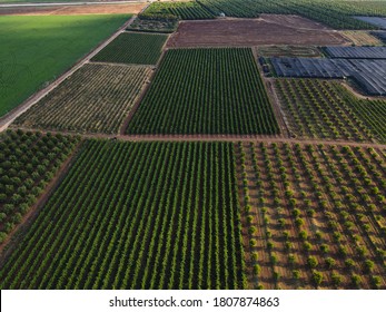 drone shot of almond trees 