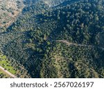 Drone shot of a hillside covered with olive trees and pine forest with a small road crossing the vegetation