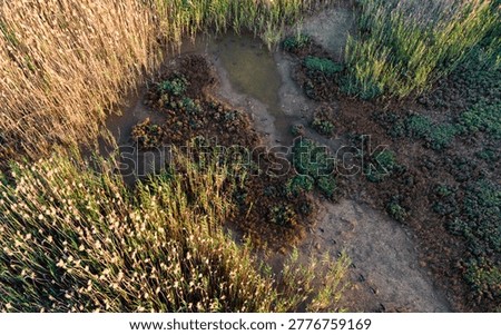 Drone shot looking directly down at a tiny isolated muddy clearing acting as a quiet refuge hidden deep within a massive impenetrable marshland thicket.