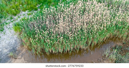 Drone shot looking down upon a perfectly isolated patch of tall graceful reeds flourishing alongside a shallow muddy coastal water channel.