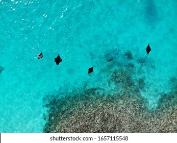 Drone Shot Of Manta Rays In Maldives