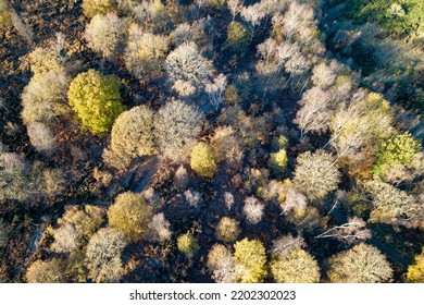 Drone Shot Over Sherwood Forest