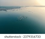 drone shot top angle view Aerial Photograph of greater flamingos turquoise blue water lake pond sea backwaters sunshine twilight reflection plumage migratory bird sanctuary india tamilnadu background