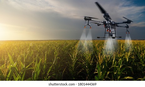 Drone Sprayer Flies Over The Corn Field. Smart Farming And Precision Agriculture