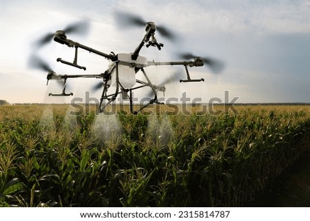Drone sprayer flies over the corn field. Smart farming and precision agriculture