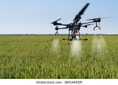 Drone sprayer flies over the wheat field. Smart farming and precision agriculture