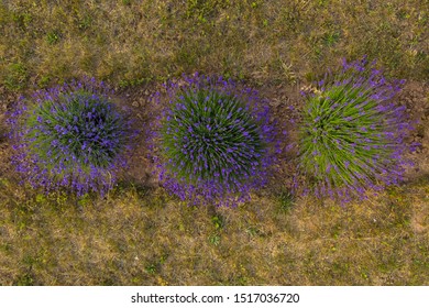 Drone Top Down View Of Decorative Lavender Gardens In A Line During Summer Day.