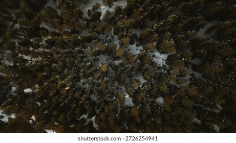 Drone top-down view of a dense pine forest partially covered with snow in winter. The trees cast long shadows creating a textured natural pattern. Captured during low light, highlighting the contrast between evergreen trees and white snow.