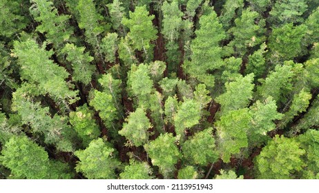 Drone Of Tops Of Pine Tree Forest At Mount Franklin