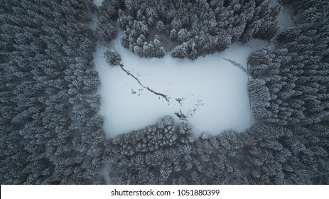 Drone Topshot Of A Dark Forest.