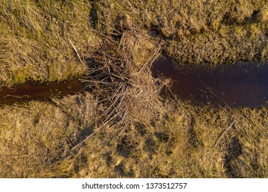 Drone view of beaver dam in small river during spring sunny day. Drone photography.
