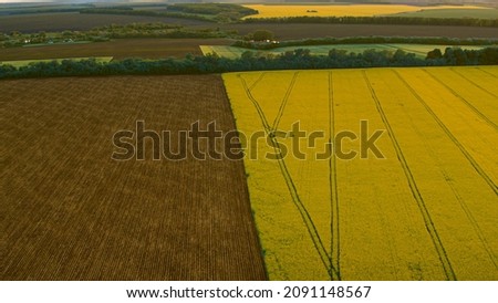 Image, Stock Photo colourful organic rape field with cornflowers and poppy seeds