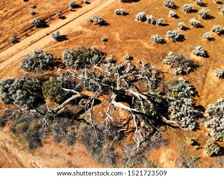 Drone view of a dead tree in the Pearl Bluebush Plains in outback Australia