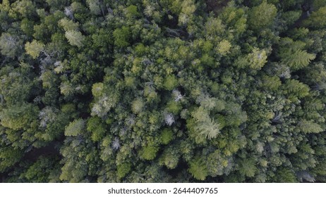 Drone View of Dense Forest Canopy