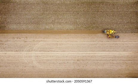 Drone View Of Harvesting Potatoes With A Harvester And A Tractor. At A Farm.