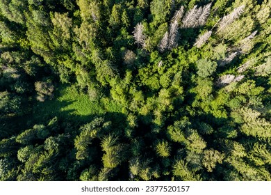 Drone view from a high altitude of a coniferous forest with an unovergrown area