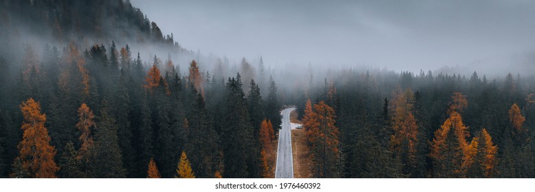 Drone view of a misty coniferous forest in autumn  - Powered by Shutterstock