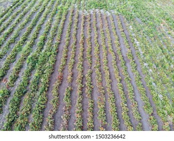 Drone View Organic Tomato Fields In Lapseki Canakkale Turkey