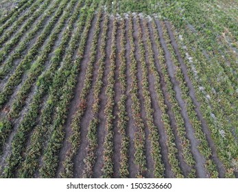 Drone View Organic Tomato Fields In Lapseki Canakkale Turkey