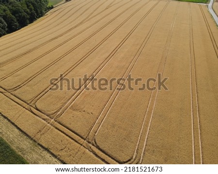 Drone view of a ripe crop field with lanes in summer