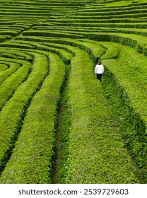 Drone view of the tea fields in Sao Miguel, Azores (2 of 5)