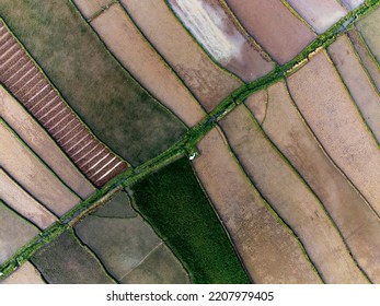 Drone View Of Wetland Paddy Field In Magelang Regency Indonesia