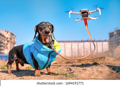 Drone Walks The Dog Remotely. Technological Of The Future. How To Walk With Pets While You Are In Quarantine Or Lockdown.