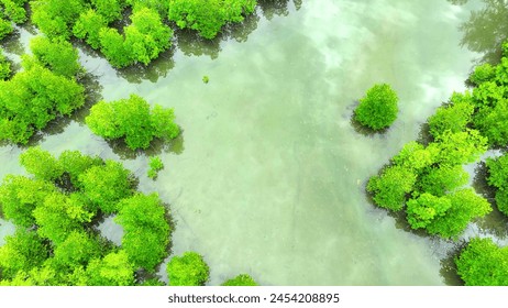 Drone's eye reveals the intricate tapestry of Mangrove forests, hugging the coastline, vital for biodiversity. Trat Province, Thailand. 
 - Powered by Shutterstock