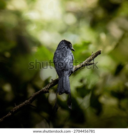 Drongo bird perching on a tree branch, observing habitat in a natural green environment. Wildlife, nature, and avian life. Photography, not generative ai