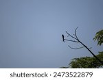 Drongo Common in wooded habitats where it sallies for insects and aggressively chases other birds that may compete for food or nectar.