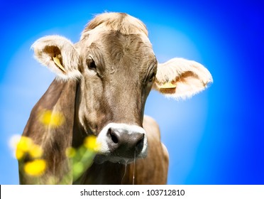 Drooling Brown Cow