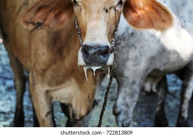 Drooling Cow