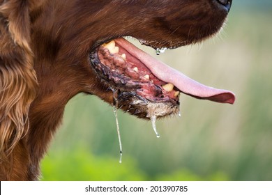 Drooling Dog Panting In A Hot Summer