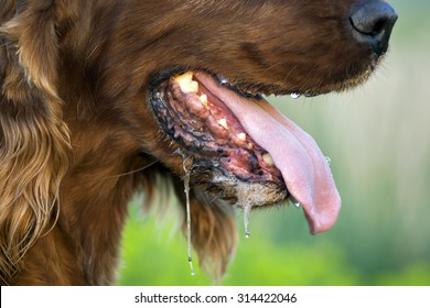 Drooling Irish Setter Dog Panting In A Hot Summer